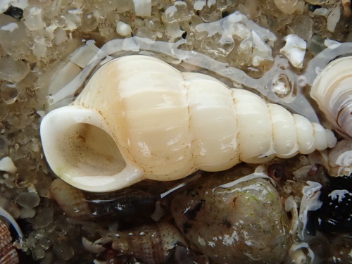 brown-band wentletrap