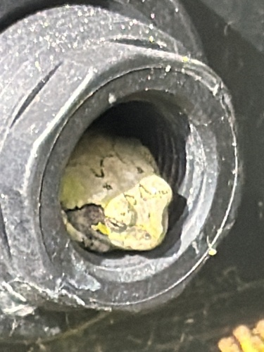 Gray Treefrog
