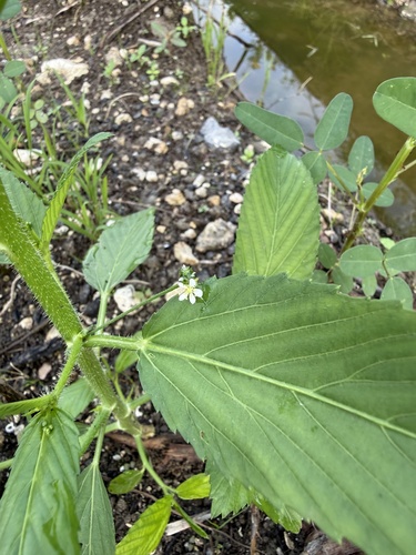 Caperonia palustris observed 2026-09-25