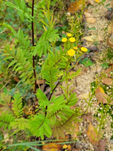 tansy