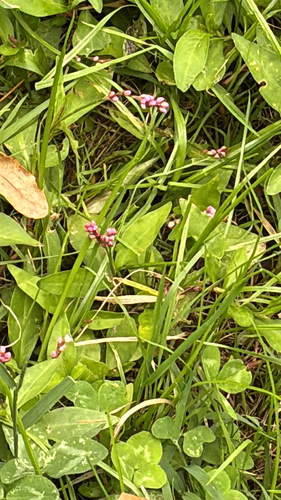 low smartweed
