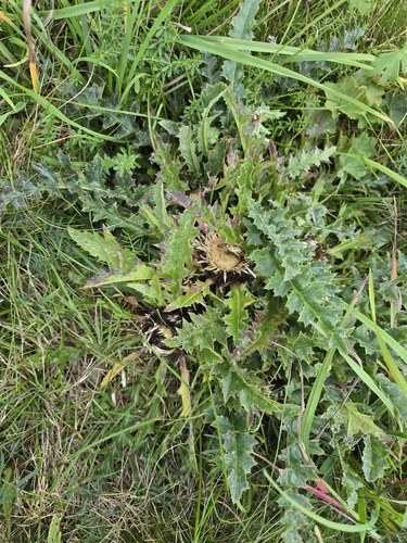 Carlina acaulis, photograph 2