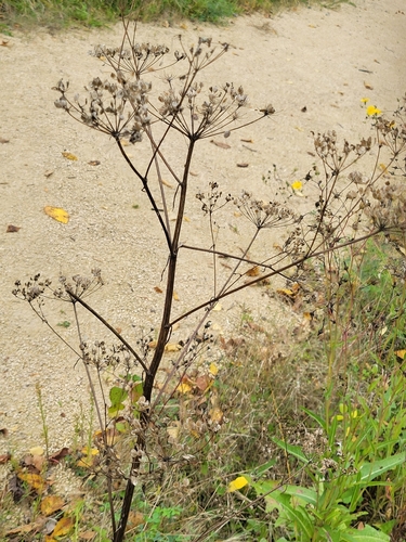 common cowparsnip