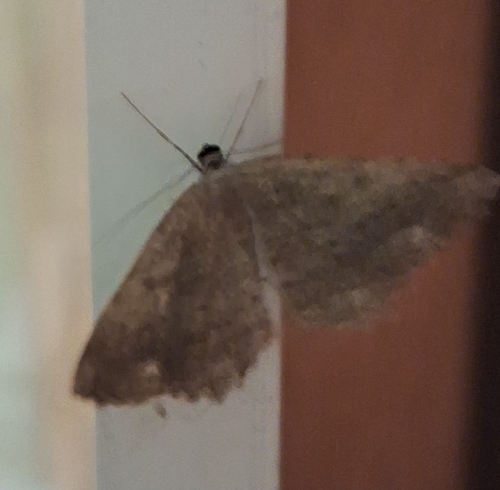 Dicrognophos sartata