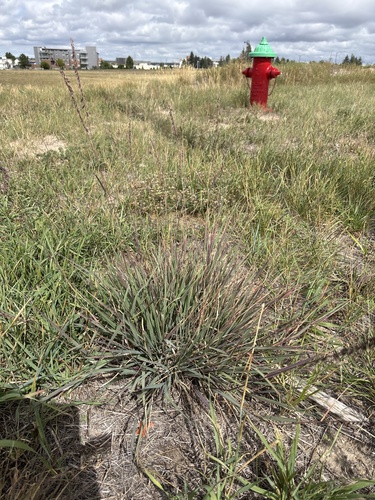 sideoats grama