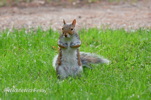 Eastern Gray Squirrel