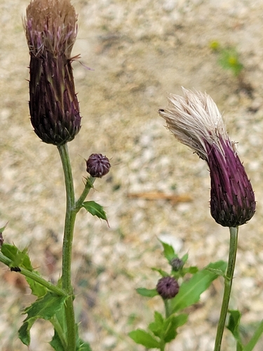 creeping thistle