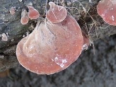 Auricularia