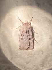 Euxoa pimensis