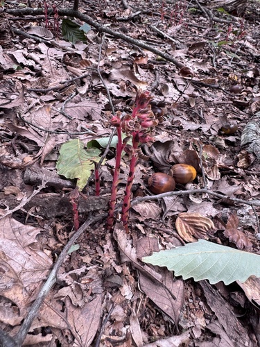 Hairy Pinesap