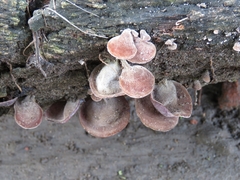 Auricularia