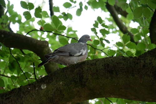 Common Wood-Pigeon