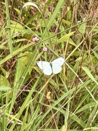Small White
