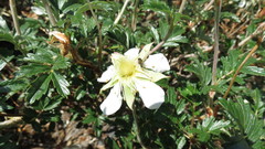 Farinopsis salesoviana