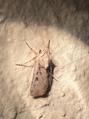 Euxoa pimensis