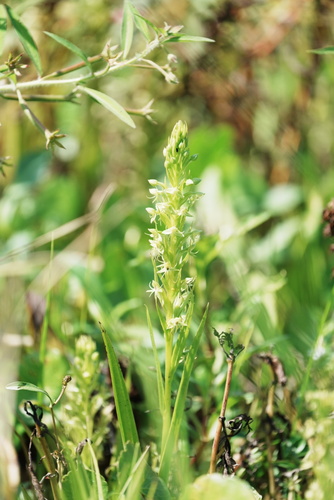 Habenaria repens, photograph 2