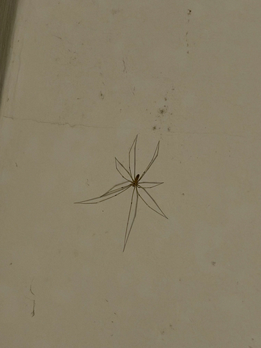 Long-bodied Cellar Spider