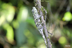 Calumma crypticum
