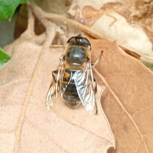 Common Drone Fly