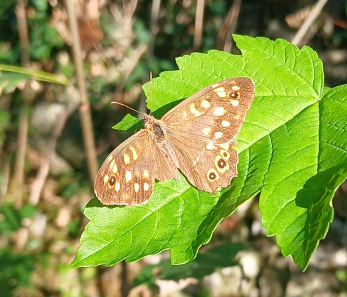 Speckled Wood