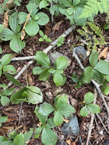 Canadian bunchberry