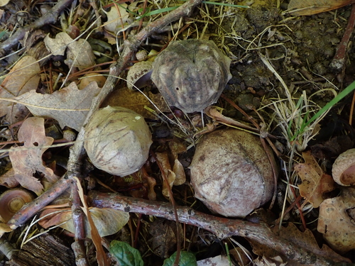 Andricus hungaricus