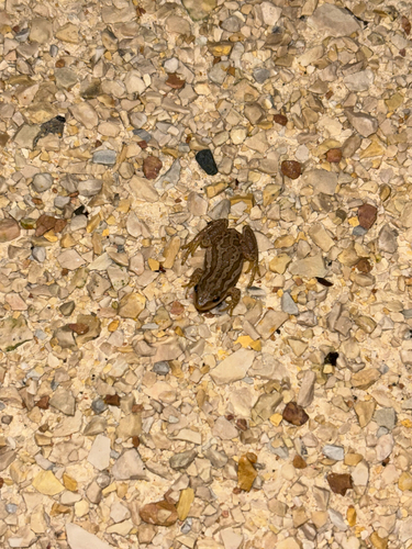 Boreal Chorus Frog
