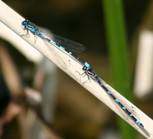 Variable Bluet