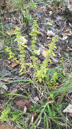 American pennyroyal