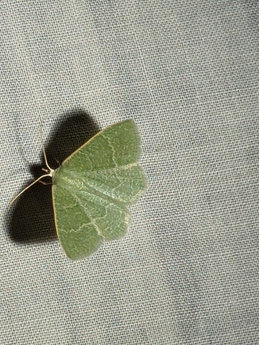 Phaiogramma etruscaria