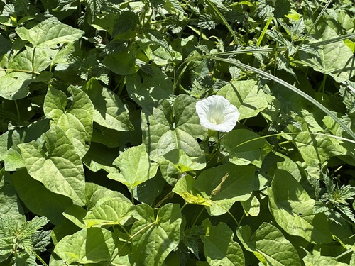 hedge bindweed
