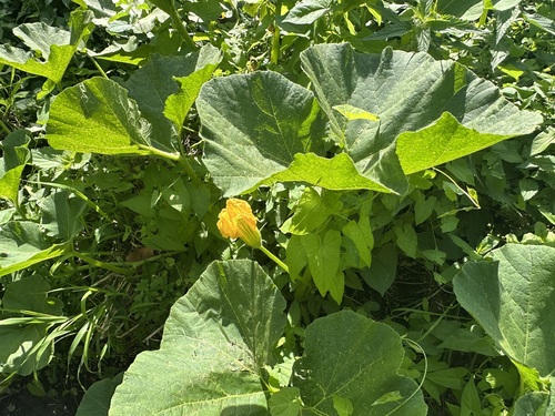 winter squash