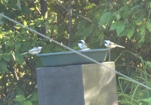 Black-capped Chickadee