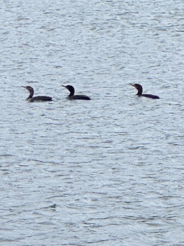 Double-crested Cormorant