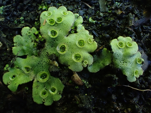 Common Liverwort