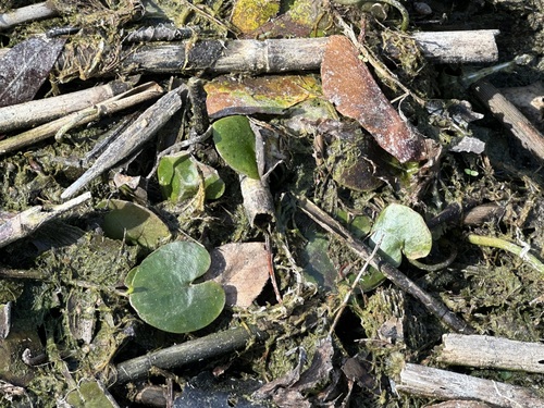 European Frog-bit