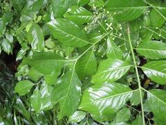Euonymus hamiltonianus sieboldianus