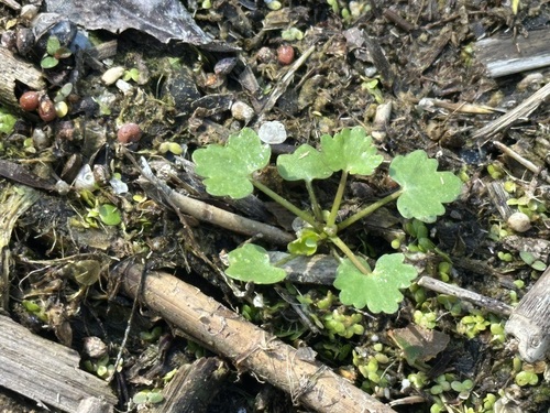 cursed crowfoot