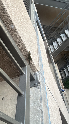 Green Anole