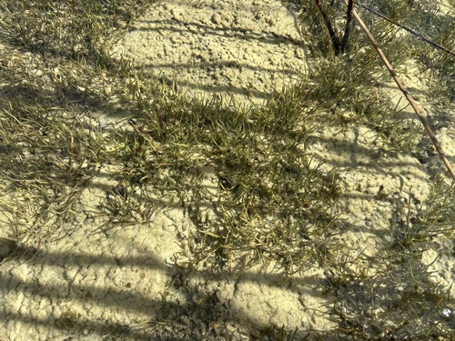 Littorella uniflora, photograph 2
