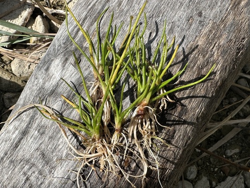 Shoreweed