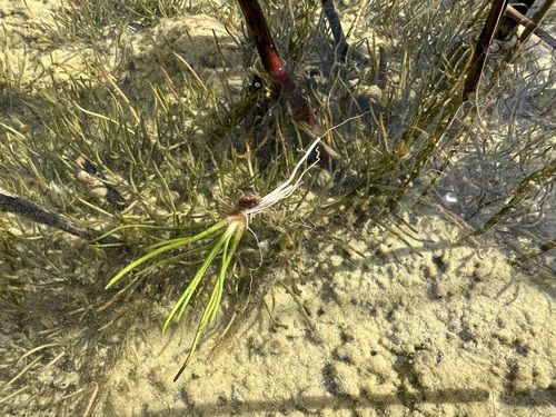 Littorella uniflora, photograph 1