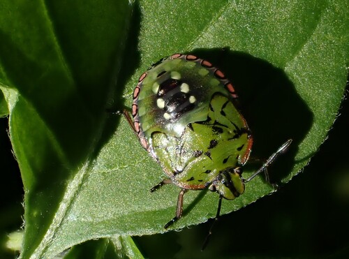 Southern Green Stink Bug