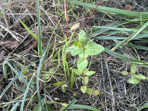 Lindernia dubia