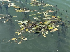 Potamogeton nodosus