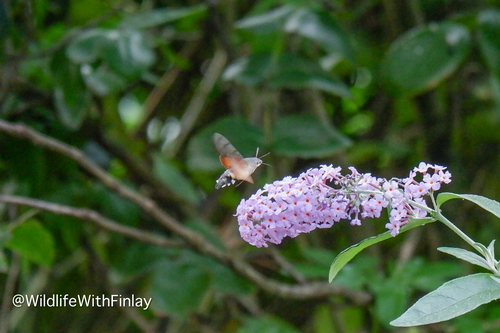 Eurasian Hummingbird Hawkmoth