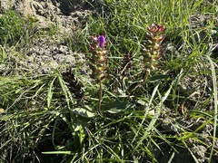 Prunella grandiflora
