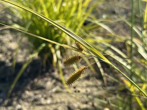 Carex pseudocyperus