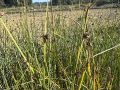 Schoenoplectus pungens, photograph (c) Jason Grant, some rights reserved (CC BY)
