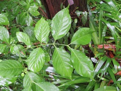 Euonymus hamiltonianus sieboldianus